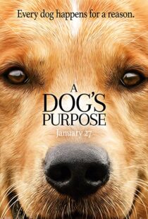 دانلود فیلم هندی A Dog’s Purpose 201741616-398972048