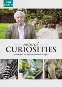 دانلود سریال Natural Curiosities382054-2083570962