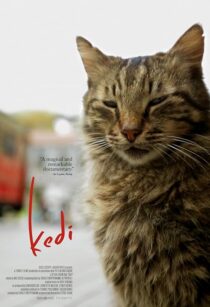 دانلود مستند Kedi 2016417655-1610267179